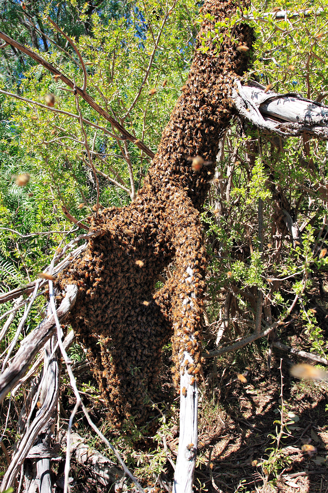https://commons.wikimedia.org/wiki/File:Bee_swarm_on_fallen_tree03.jpg